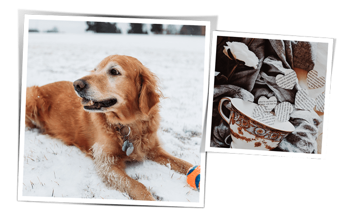 A dog the snow can help your landing page conversion rate